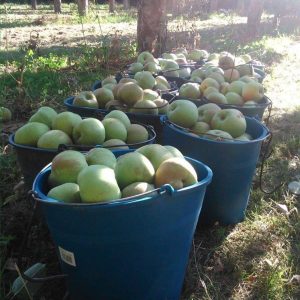 cestos de manzanas recien cogidas