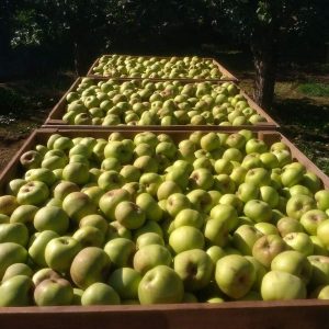 tres cajones grandes llenos de manzanas recien cogidas