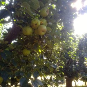 unas manzanas a contraluz colgando de un arbol